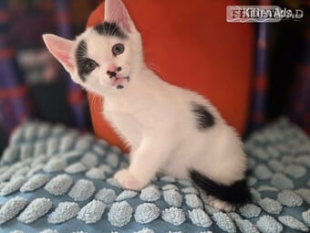 Kittens for sale