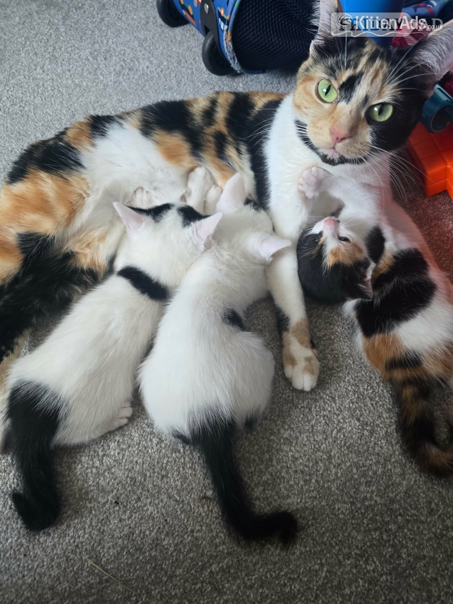 Kittens for sale in Arundel