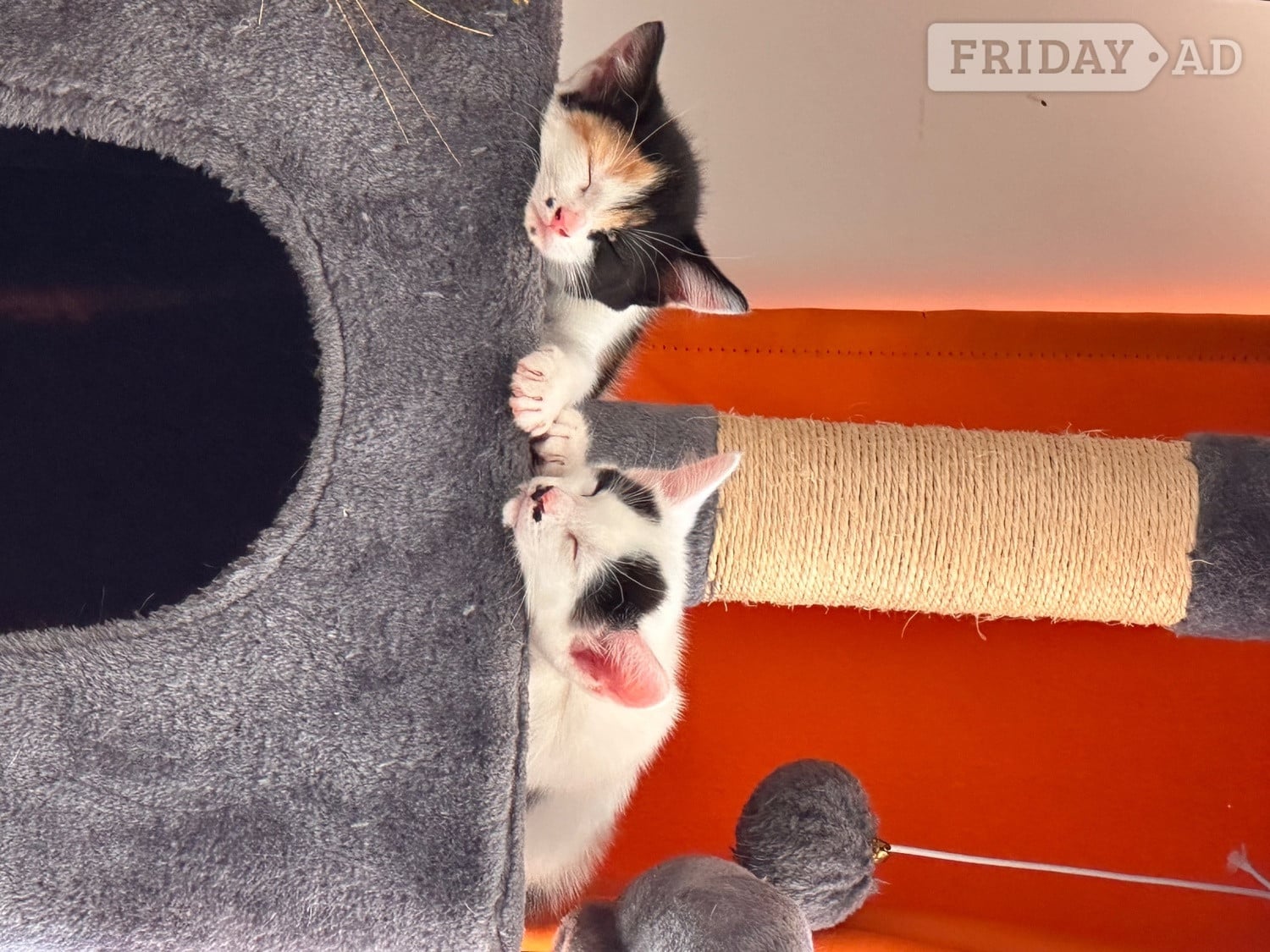 Kittens for sale