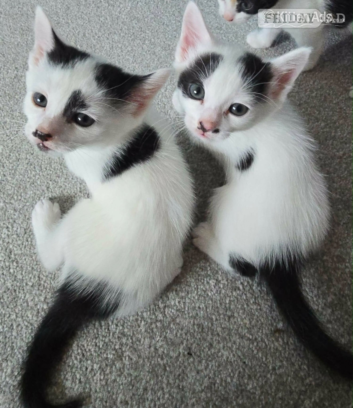 Arundel Kittens for sale