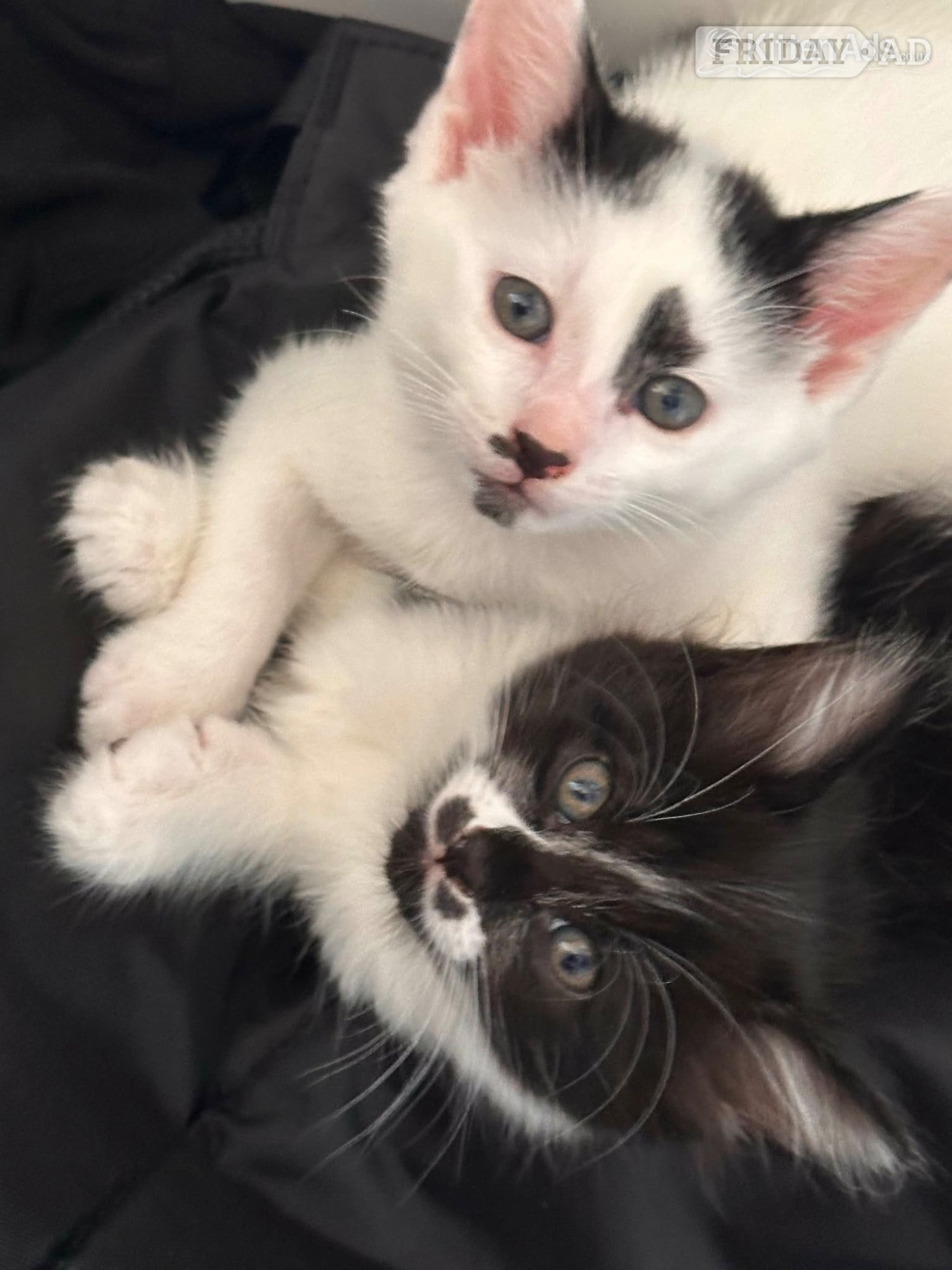 Kittens for sale - Cats & Kittens in Arundel