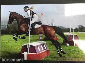 "Robin" Bay Gelding All Rounder