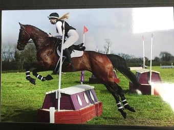 "Robin" Bay Gelding All Rounder