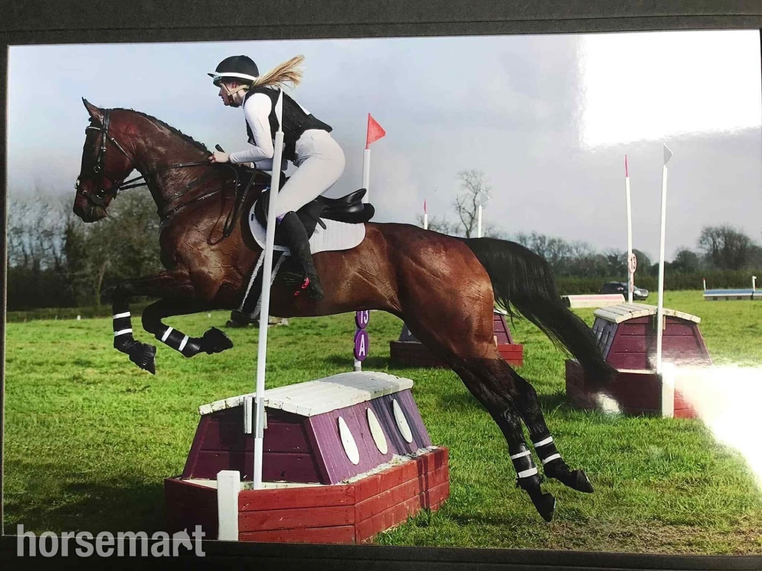 "Robin" Bay Gelding All Rounder in Frome