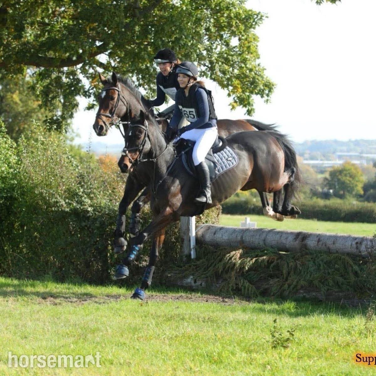 "Robin" Bay Gelding All Rounder