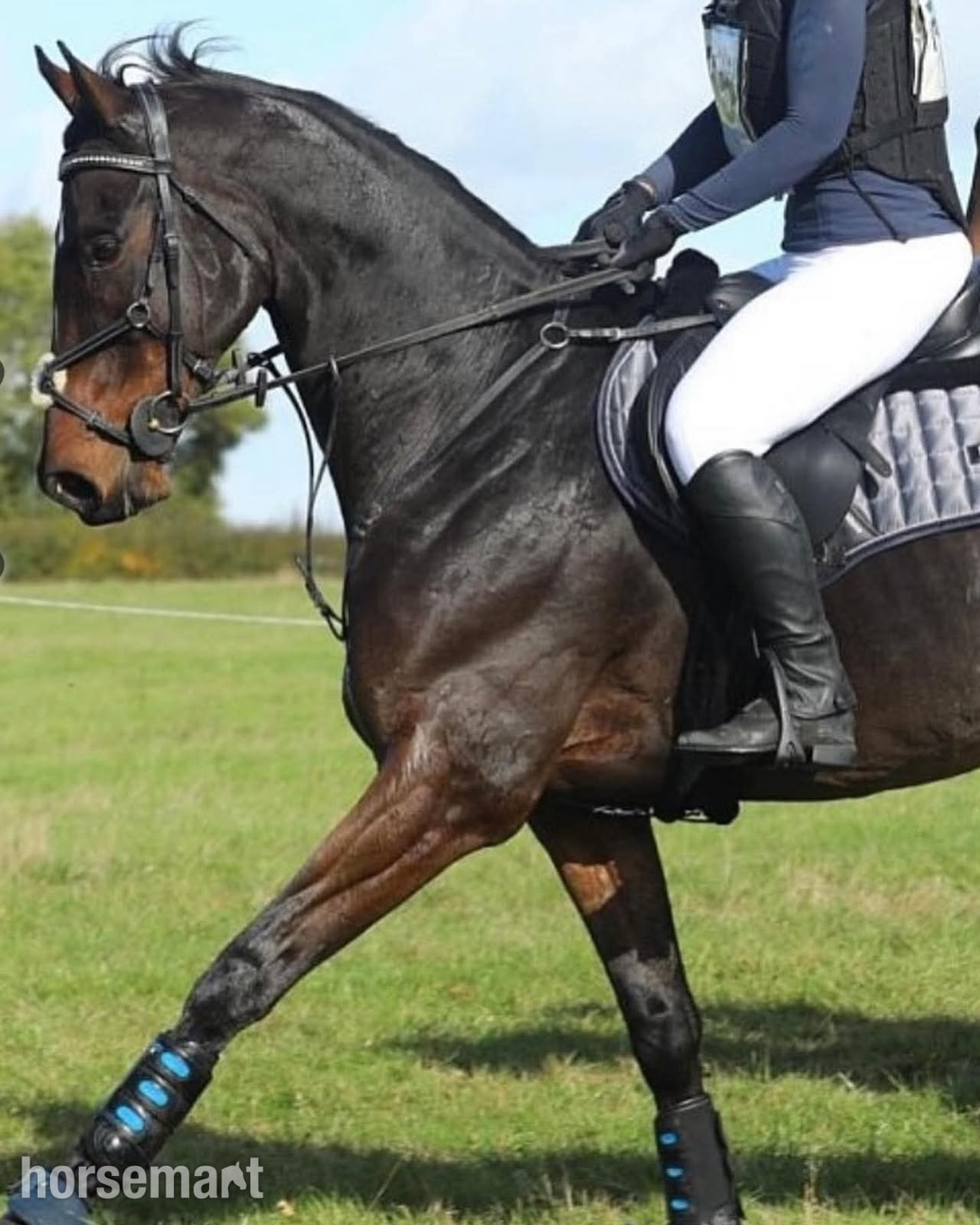 Frome "Robin" Bay Gelding All Rounder