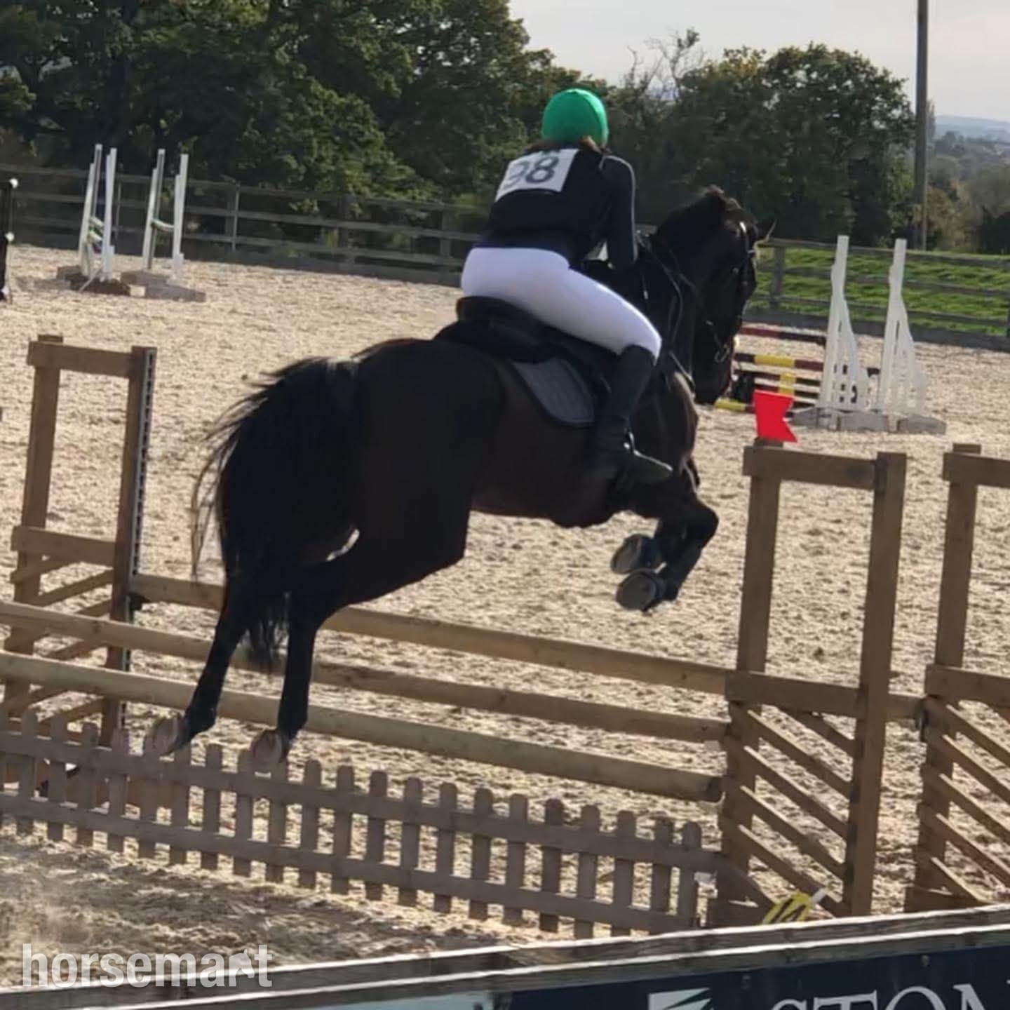 "Robin" Bay Gelding All Rounder - Horses in Frome