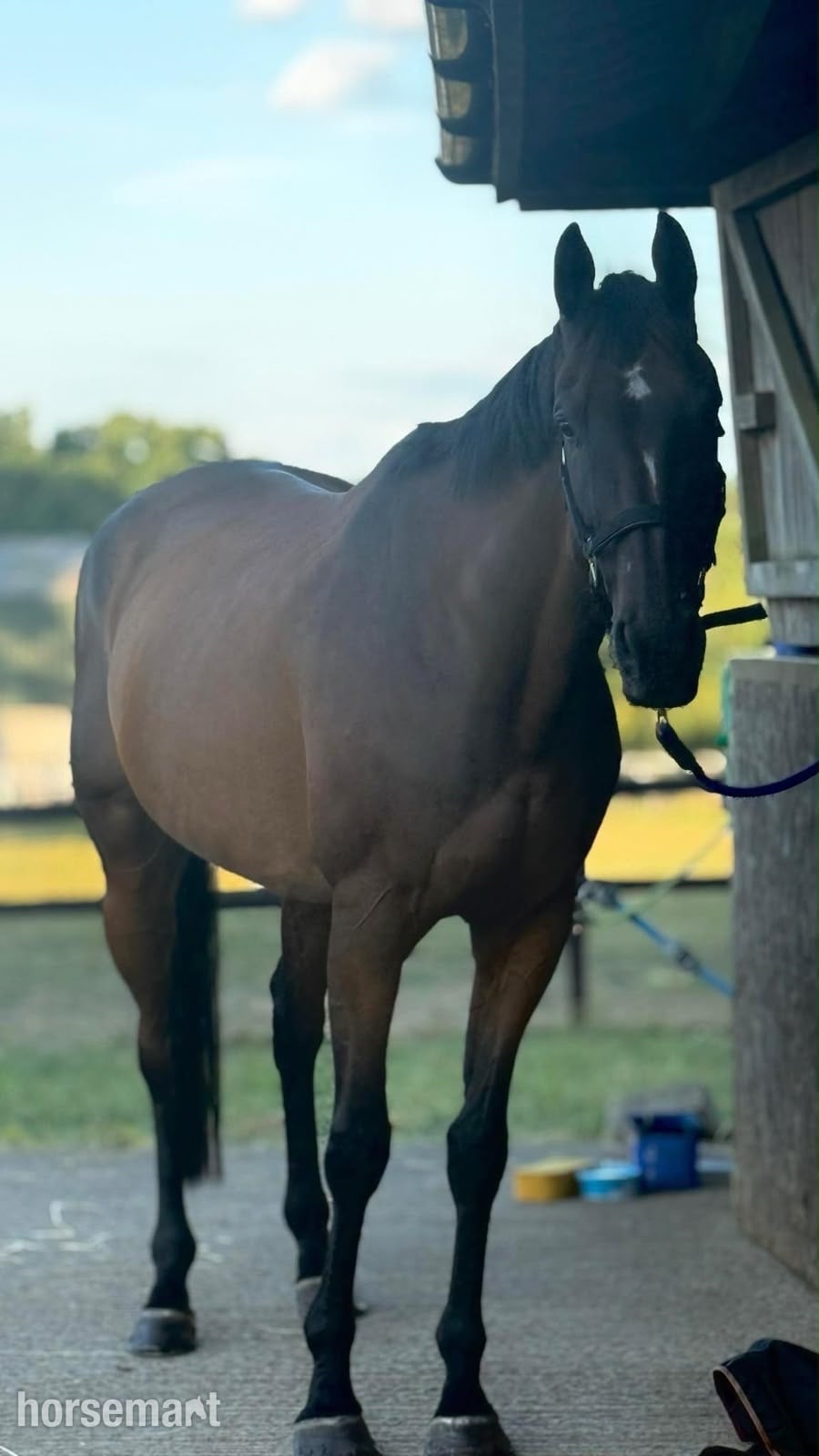 "Robin" Bay Gelding All Rounder - Horses