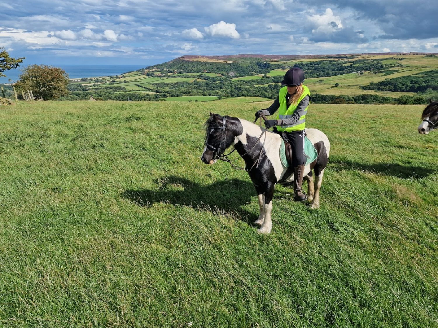 "Zeus" Piebald Gelding Cob/Heavy Horse