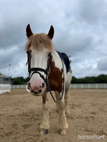 "Rosie " Skewbald Mare All Rounder