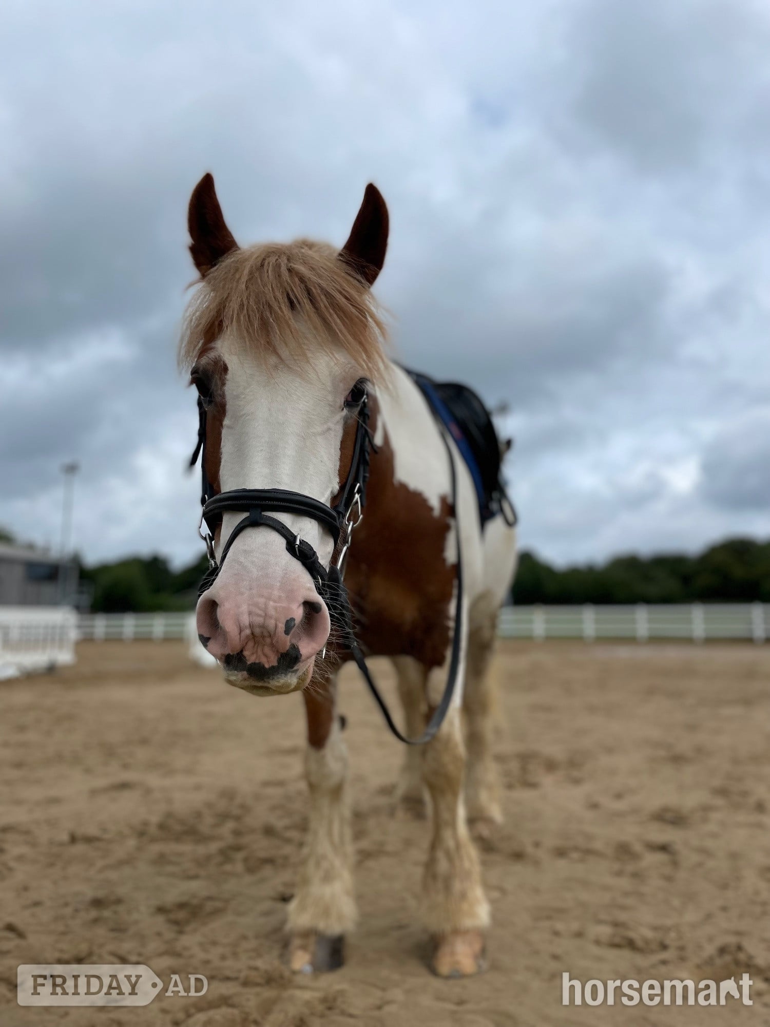 "Rosie " Skewbald Mare All Rounder in Blackwood