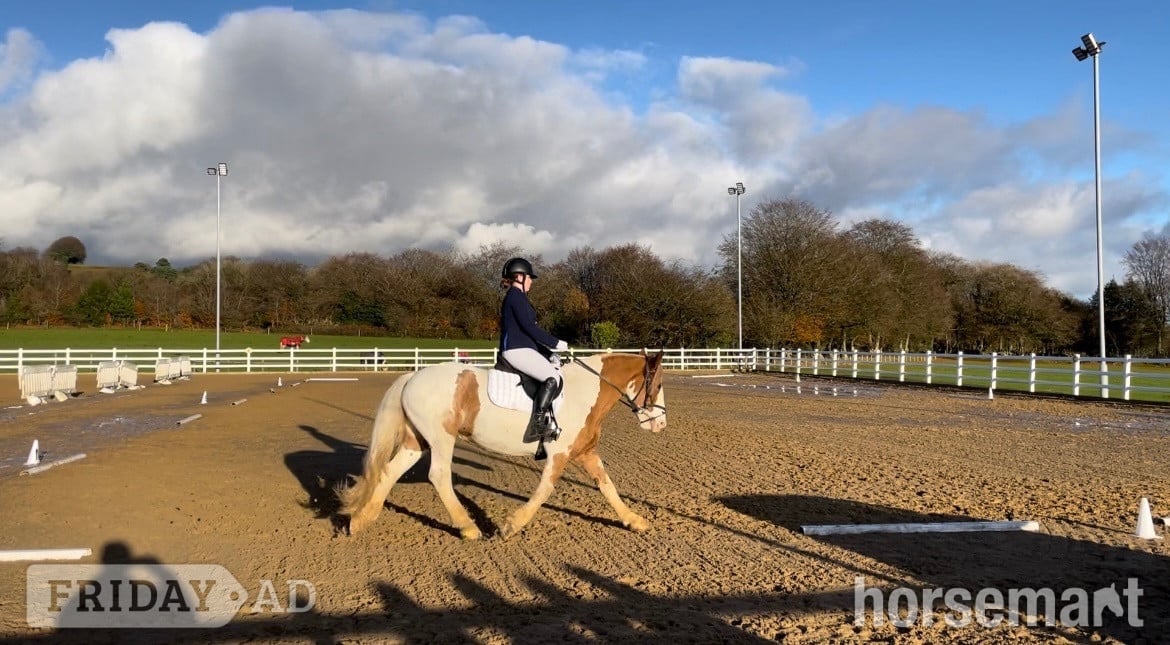 Blackwood "Rosie " Skewbald Mare All Rounder