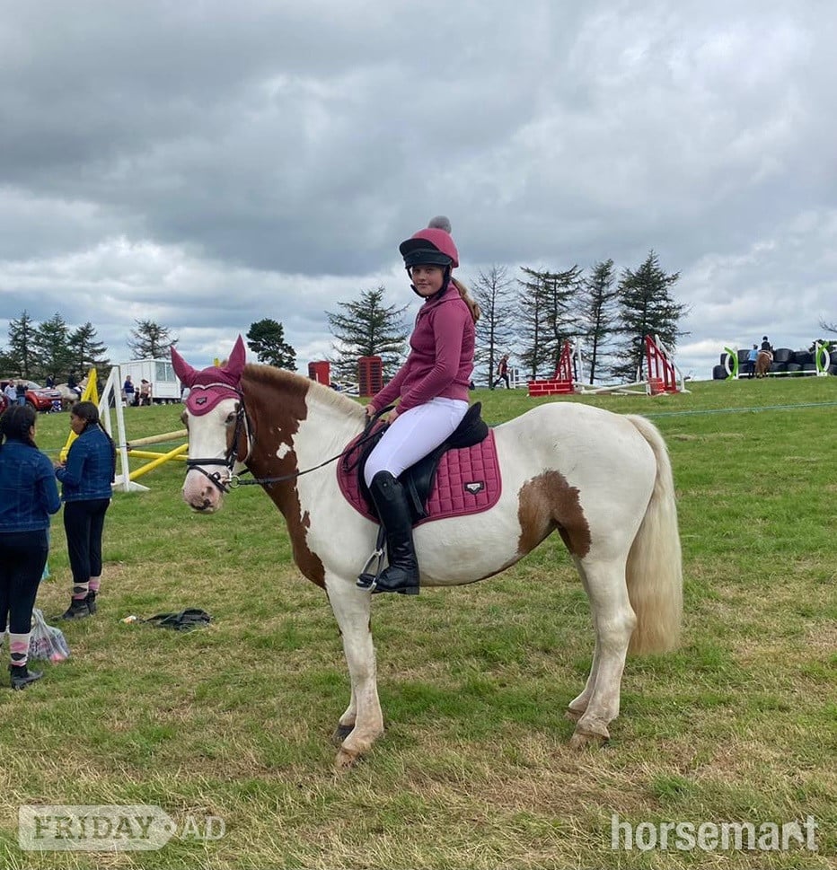 "Rosie " Skewbald Mare All Rounder - Horses in Blackwood