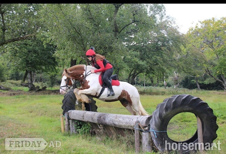 "Rosie " Skewbald Mare All Rounder - Horses