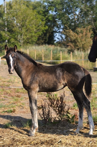 "Diamante Silva" Black Filly Youngstock / Foal
