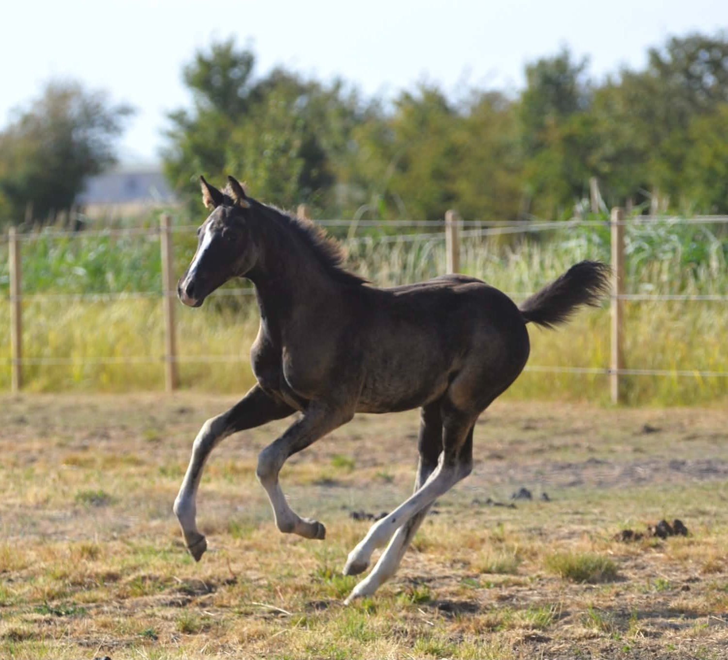 Gedney Hill "Diamante Silva" Black Filly Youngstock / Foal