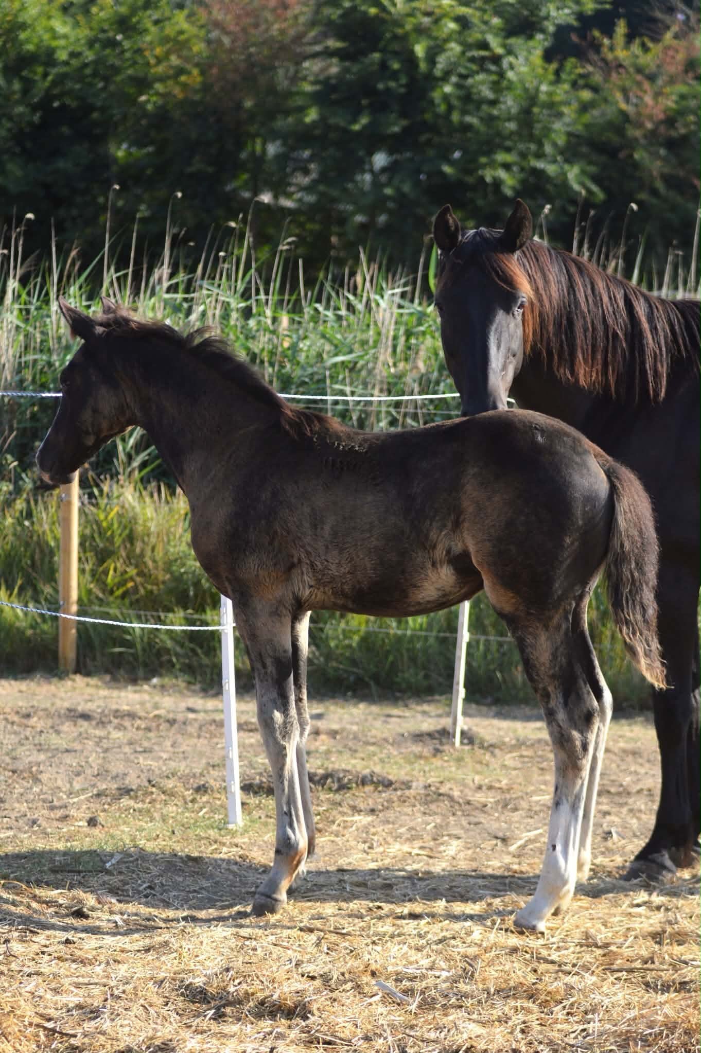 "Diamante Silva" Black Filly Youngstock / Foal - Horses