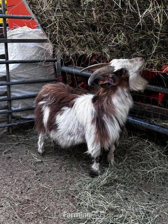 X2 Female Pygmy goats adults 