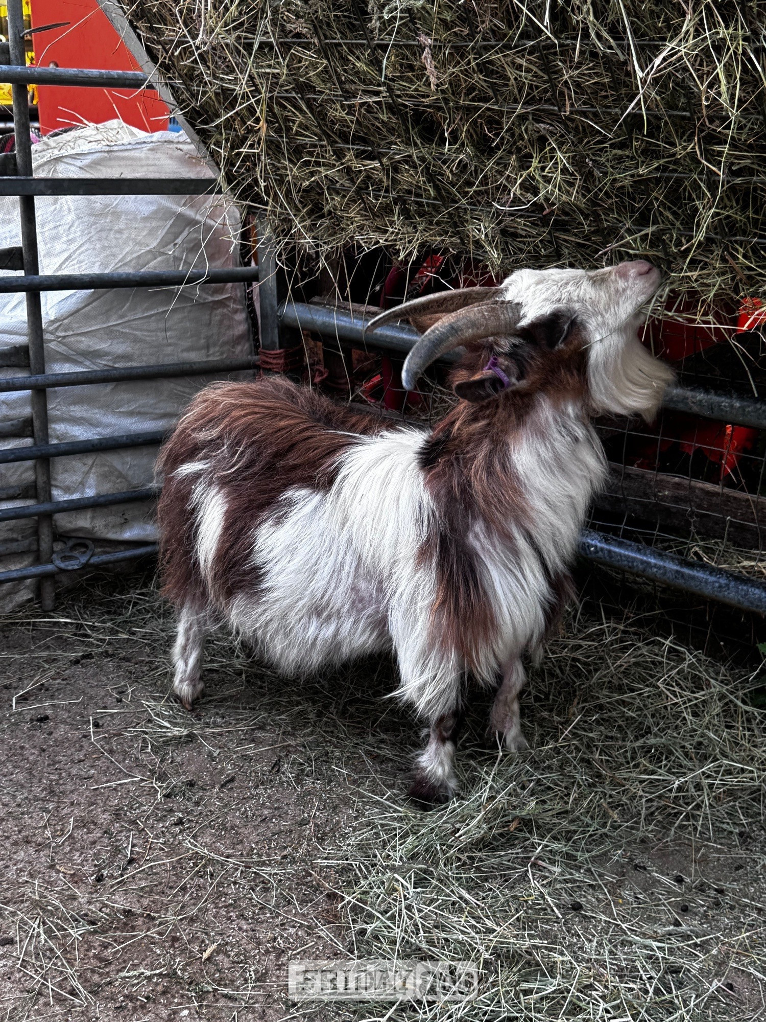 X2 Female Pygmy goats adults  in Pilsley