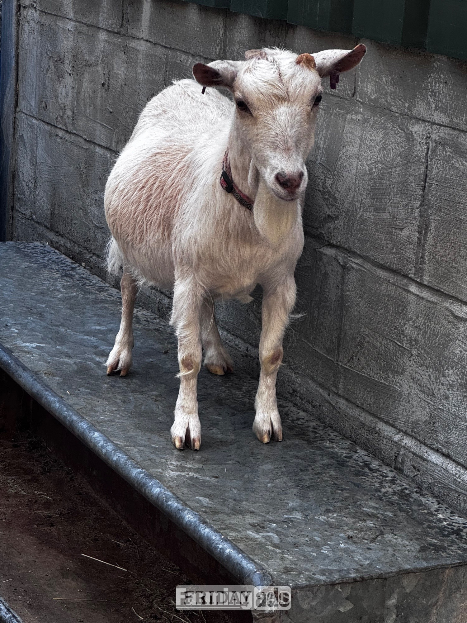 X2 Female Pygmy goats adults 