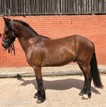 "Brenin" Bay Gelding All Rounder