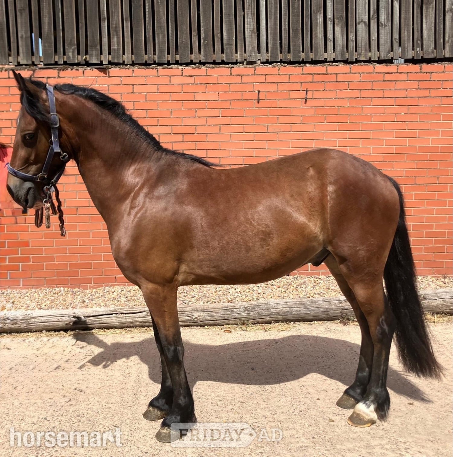 "Brenin" Bay Gelding All Rounder in Nottingham