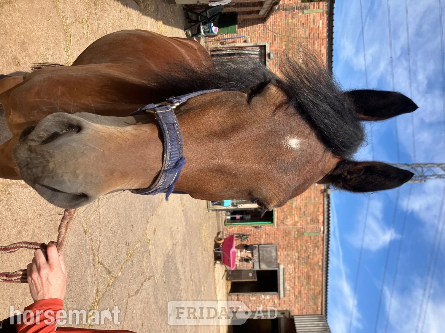"Brenin" Bay Gelding All Rounder