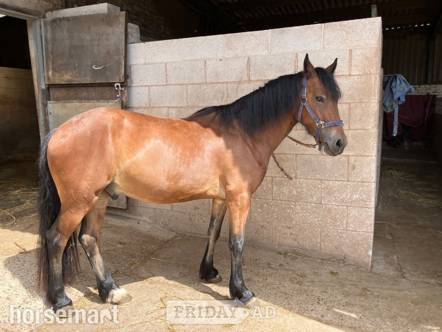 Nottingham "Brenin" Bay Gelding All Rounder