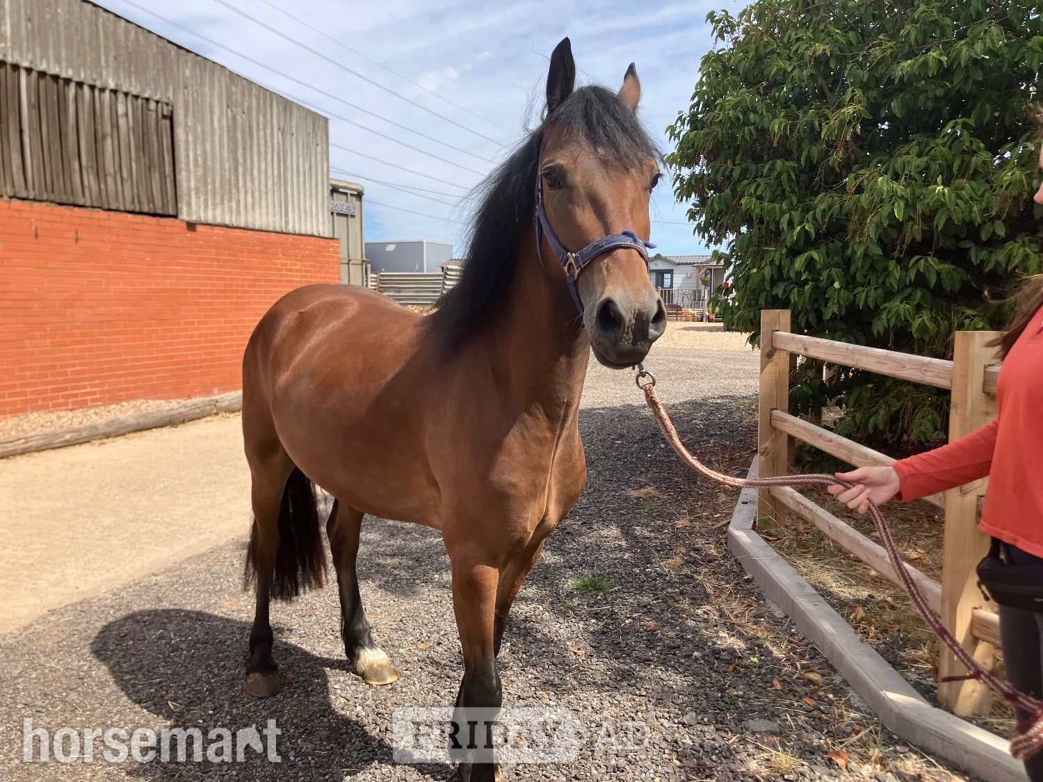 "Brenin" Bay Gelding All Rounder - Horses in Nottingham