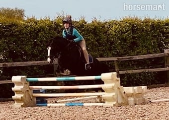 "Spice" Black Mare All Rounder