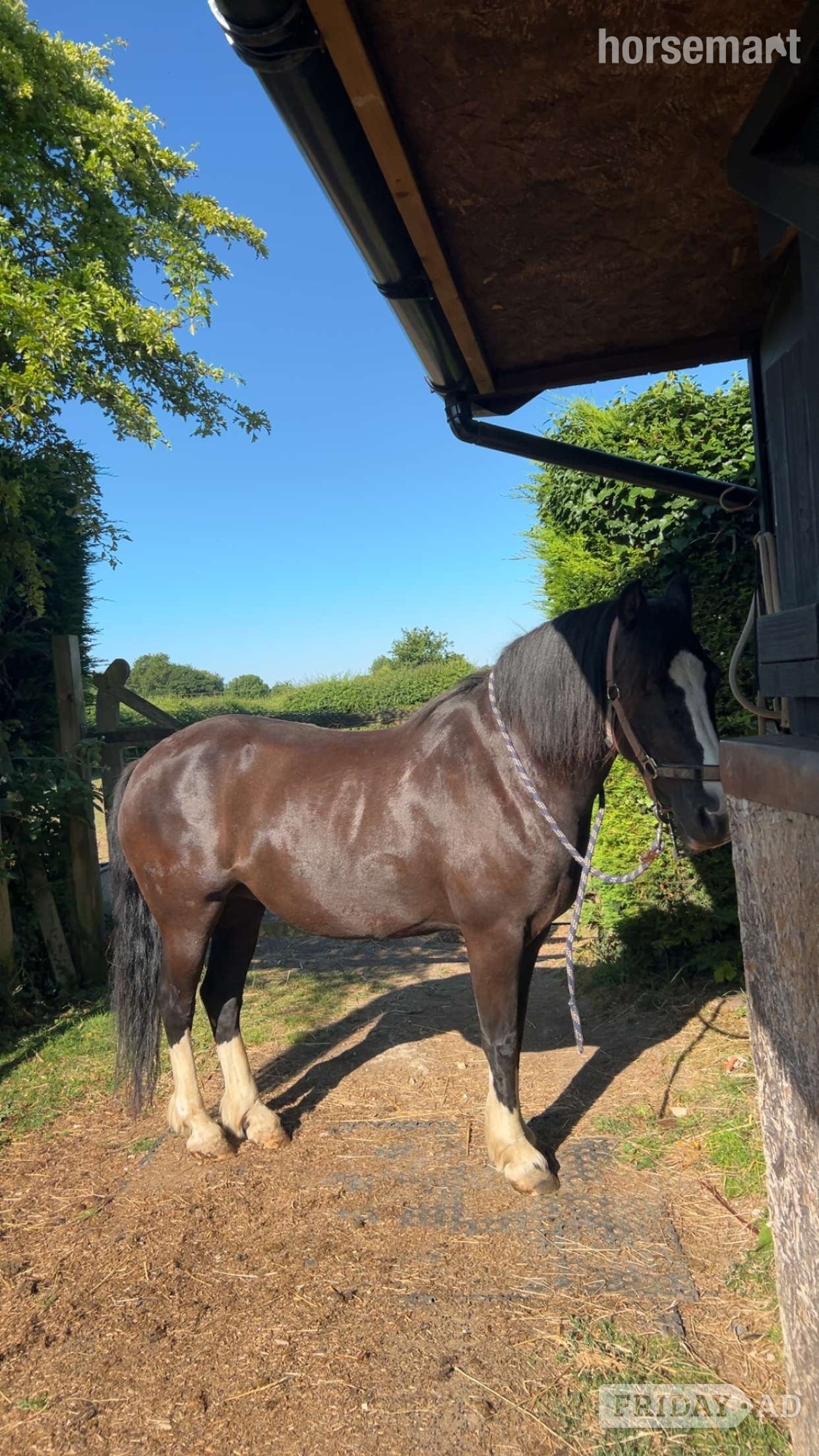 Authorpe "Spice" Black Mare All Rounder