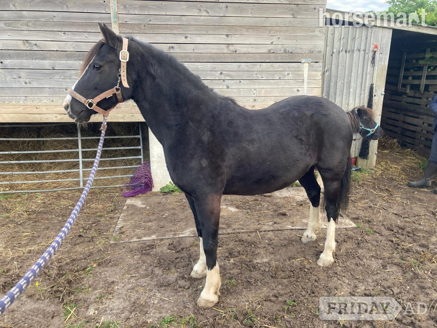 "Spice" Black Mare All Rounder