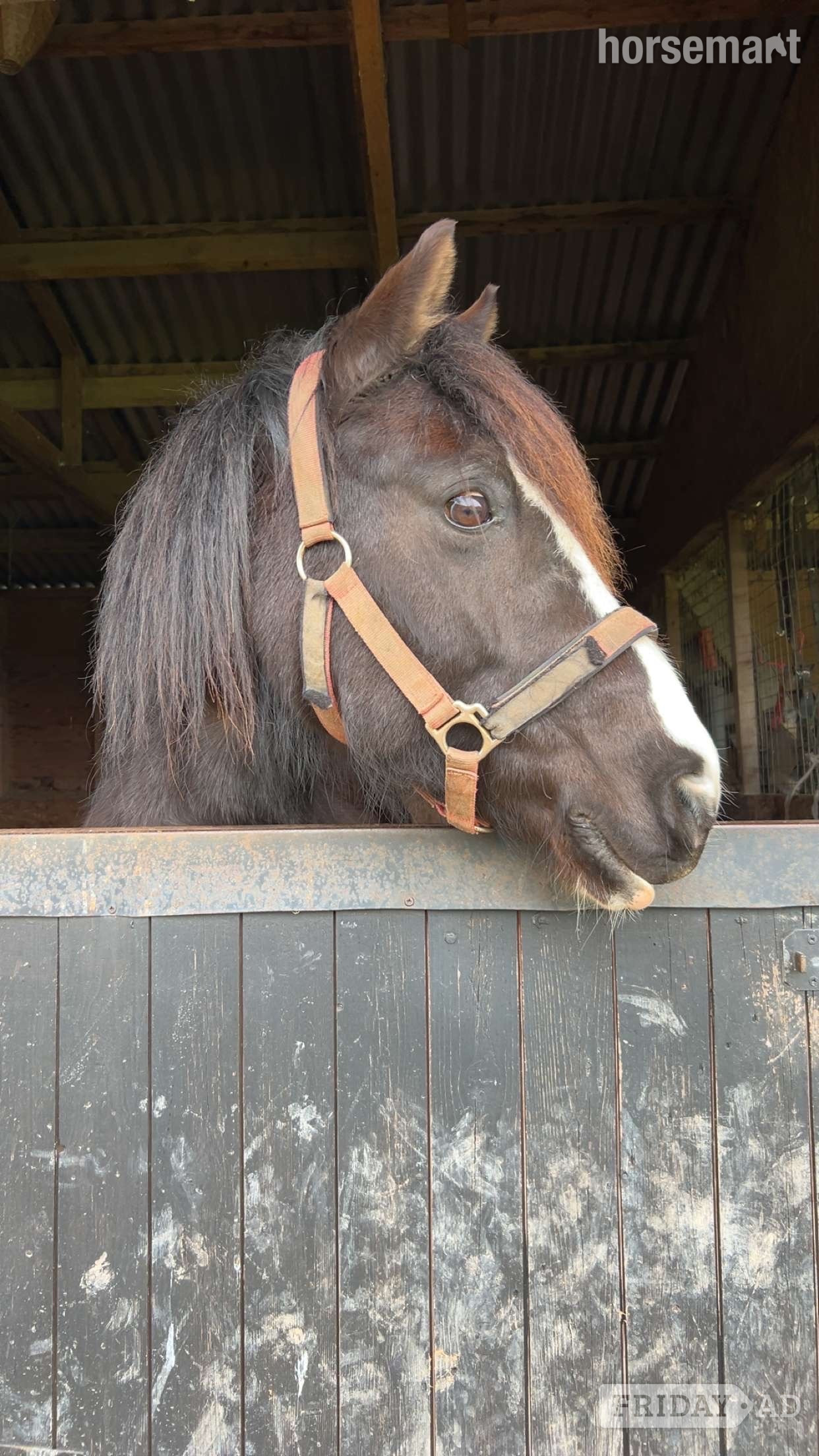 "Spice" Black Mare All Rounder - Horses in Authorpe