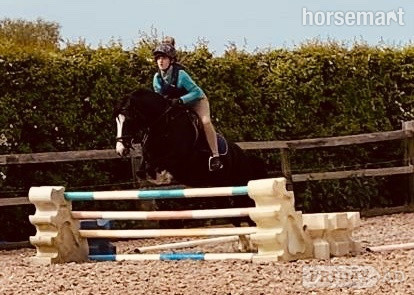 "Spice" Black Mare All Rounder in Authorpe