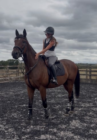 "Teddy " Bay Gelding Ex Racehorse