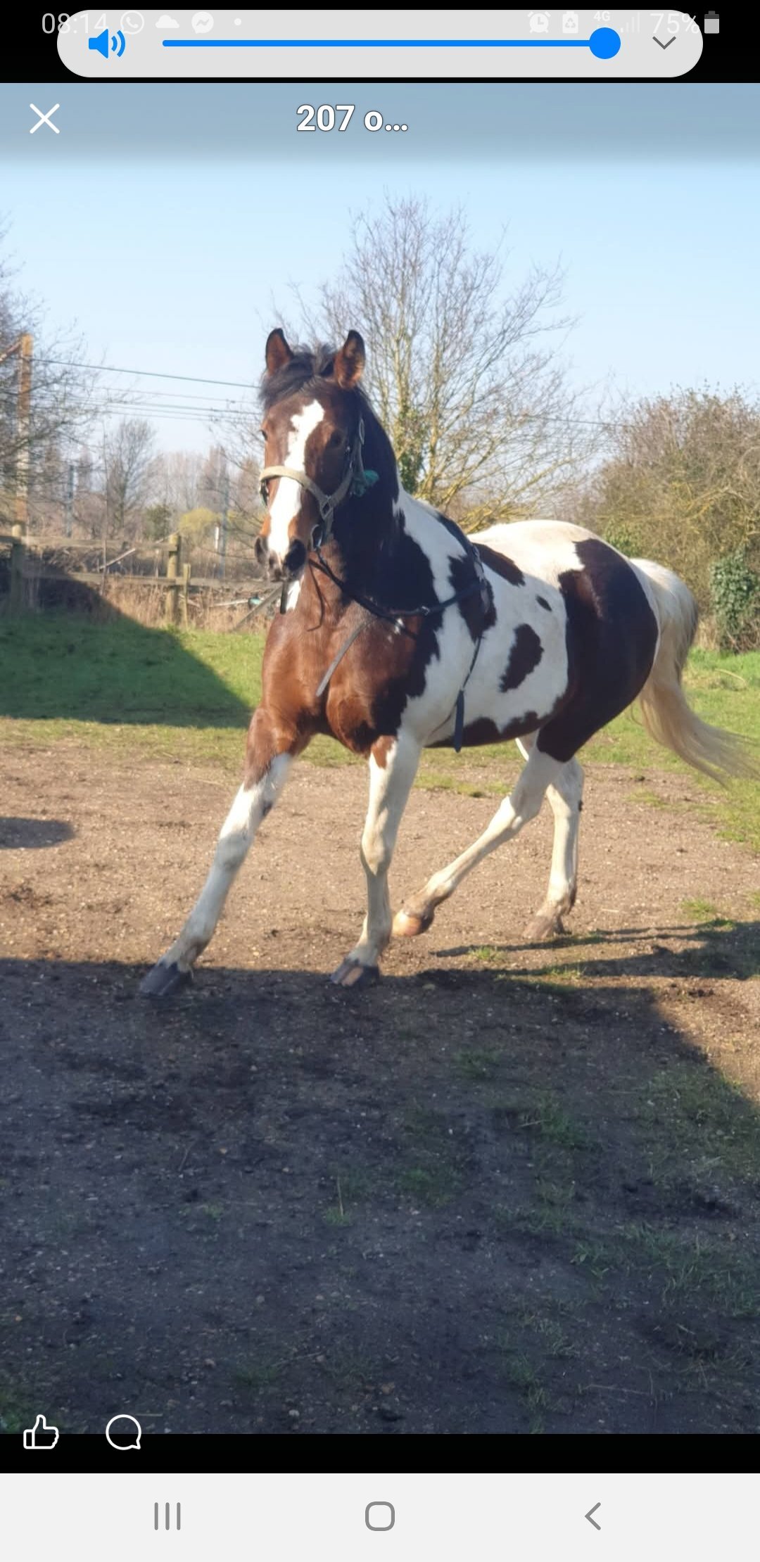 Rochford "Prinny" Tri-Coloured Mare Coloured