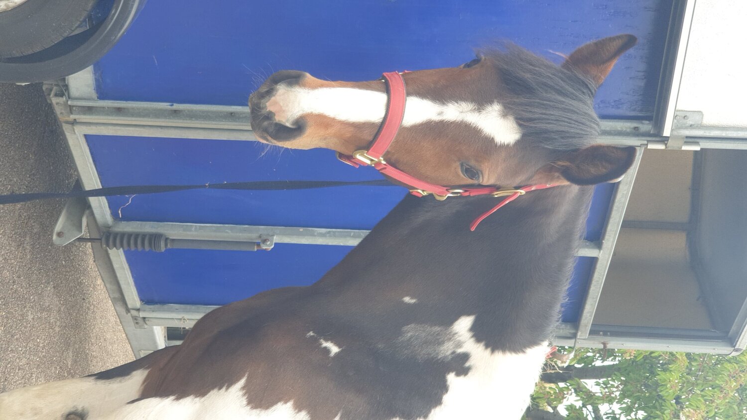 "Prinny" Tri-Coloured Mare Coloured - Horses in Rochford