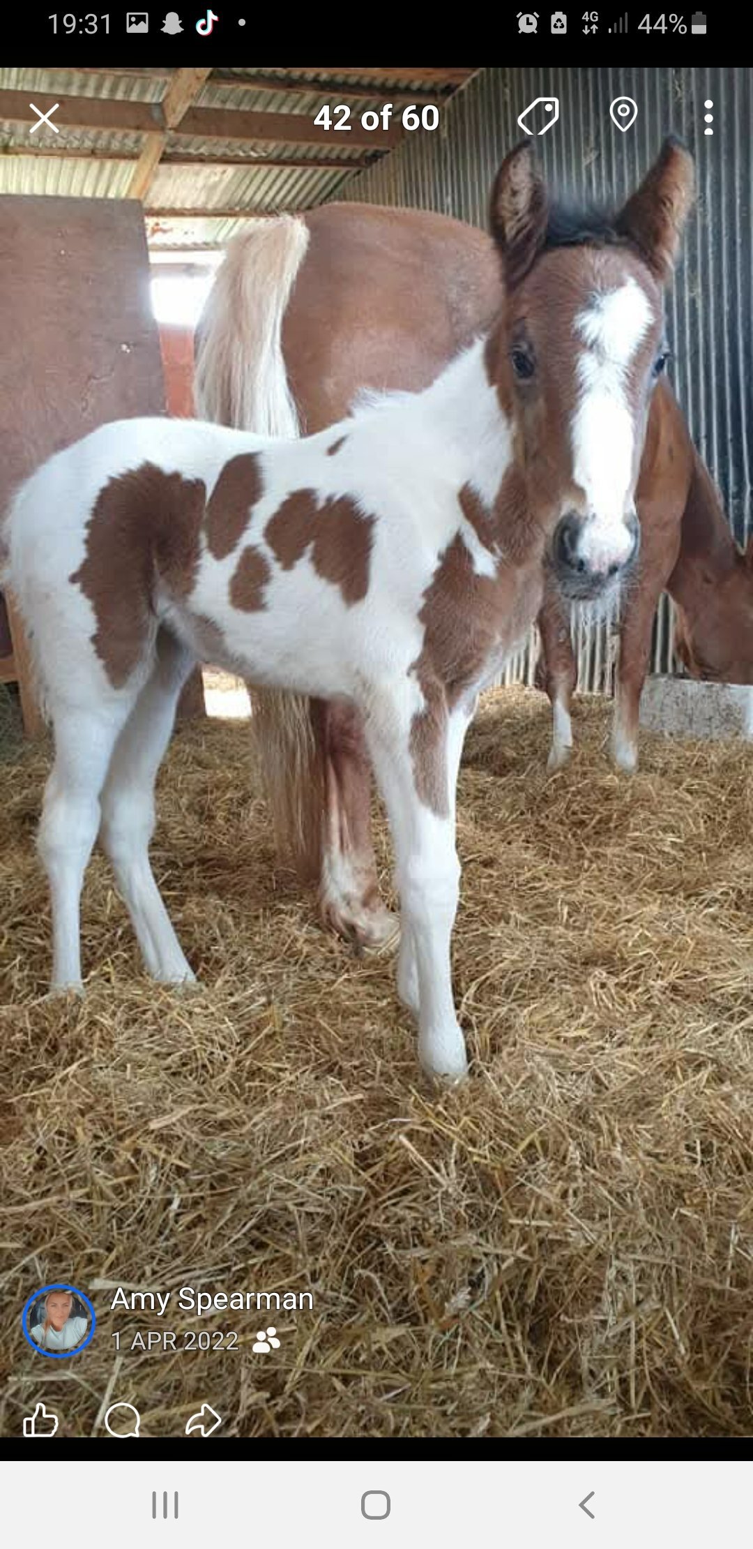 "Prinny" Tri-Coloured Mare Coloured - Horses