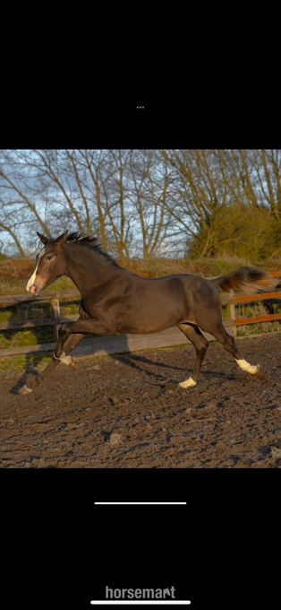 "Imelda " Bay Filly Youngstock / Foal