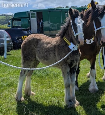 "Siedi Daphne's Devotion " Black Filly Youngstock / Foal