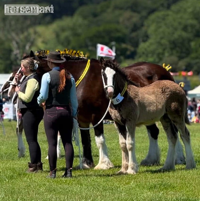 "Siedi Daphne's Devotion " Black Filly Youngstock / Foal