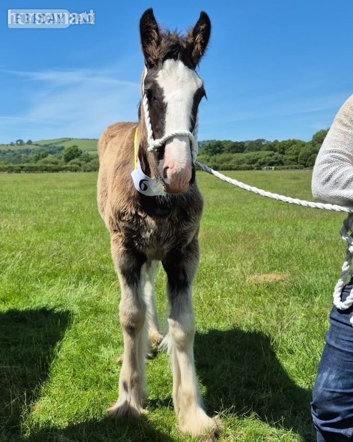 "Siedi Daphne's Devotion " Black Filly Youngstock / Foal - Horses