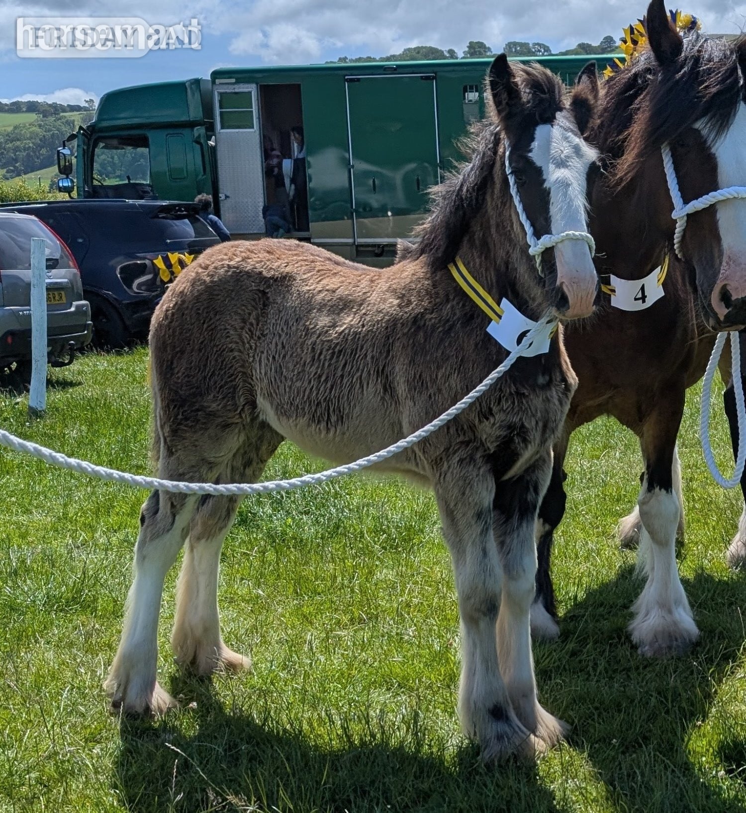 "Siedi Daphne's Devotion " Black Filly Youngstock / Foal in Llandysul