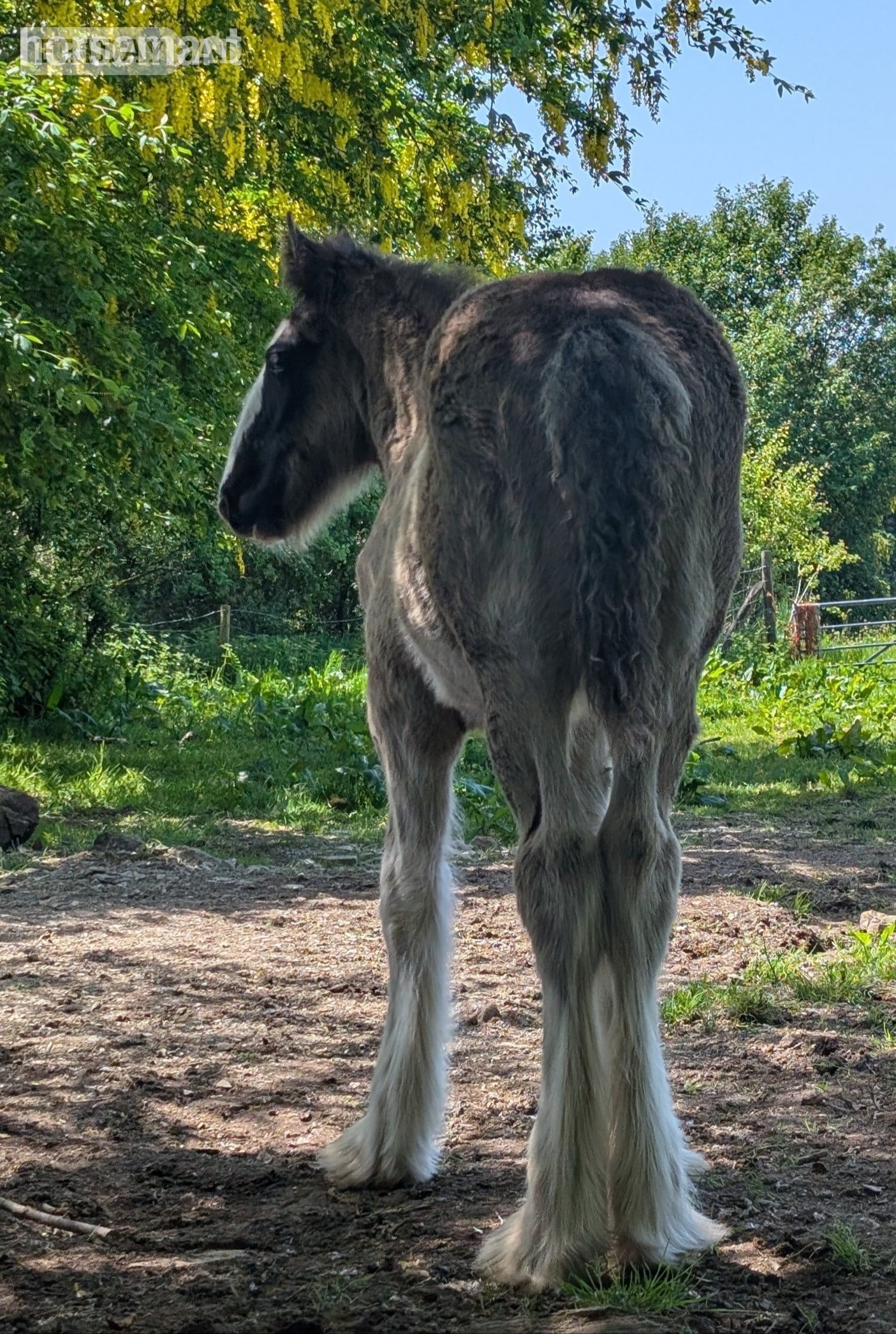 "Siedi Daphne's Devotion " Black Filly Youngstock / Foal - Horses in Llandysul