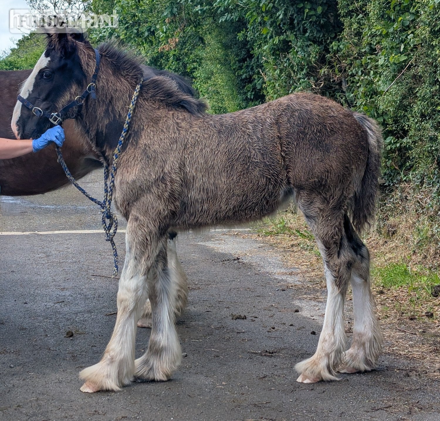 Llandysul "Siedi Daphne's Devotion " Black Filly Youngstock / Foal