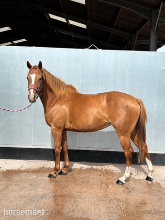 "Princess Jazz" Chestnut Mare Young Sport Horse
