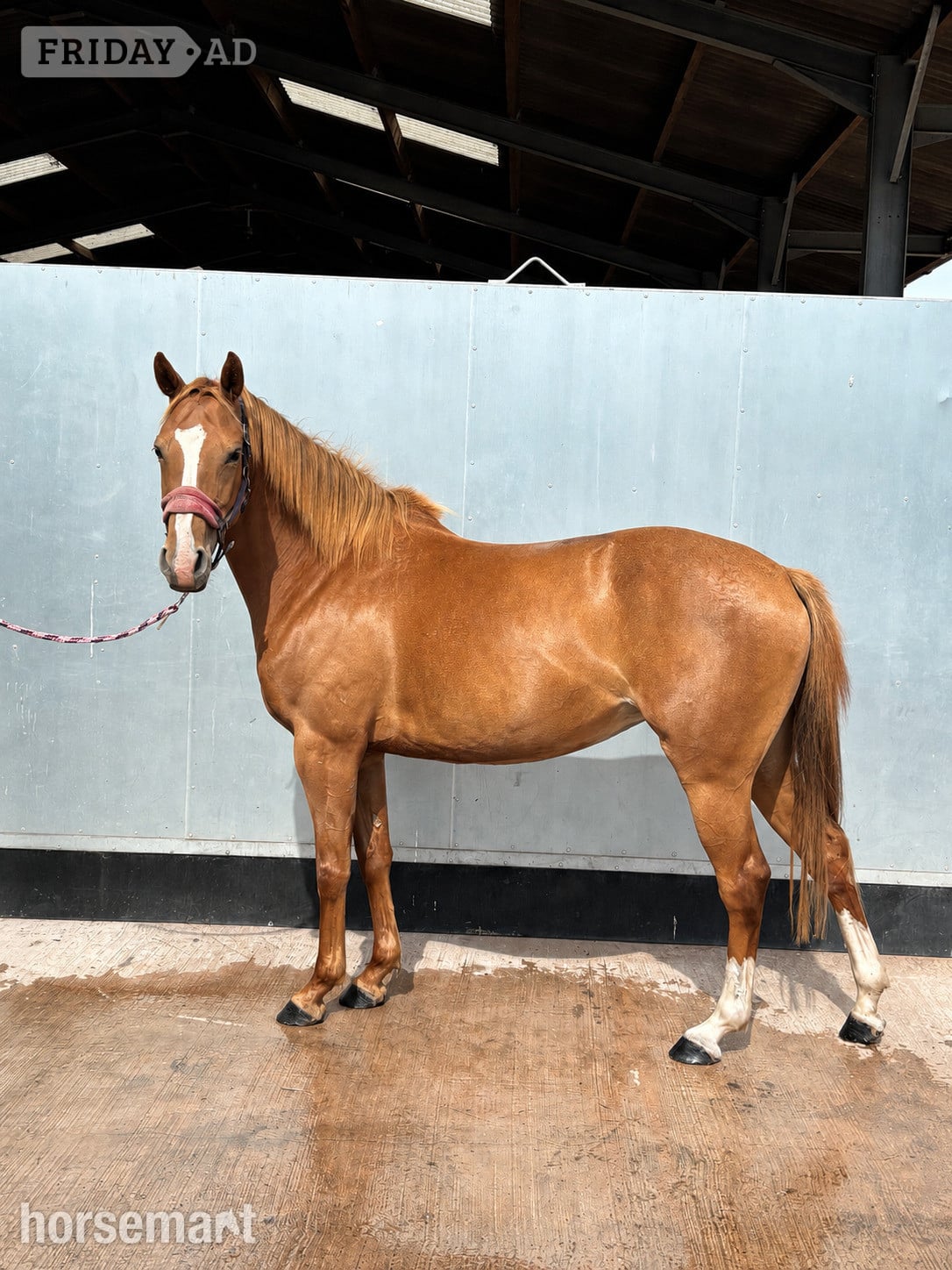 "Princess Jazz" Chestnut Mare Young Sport Horse in Uttoxeter