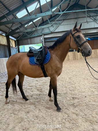 "may" Buckskin Mare Young Sport Horse
