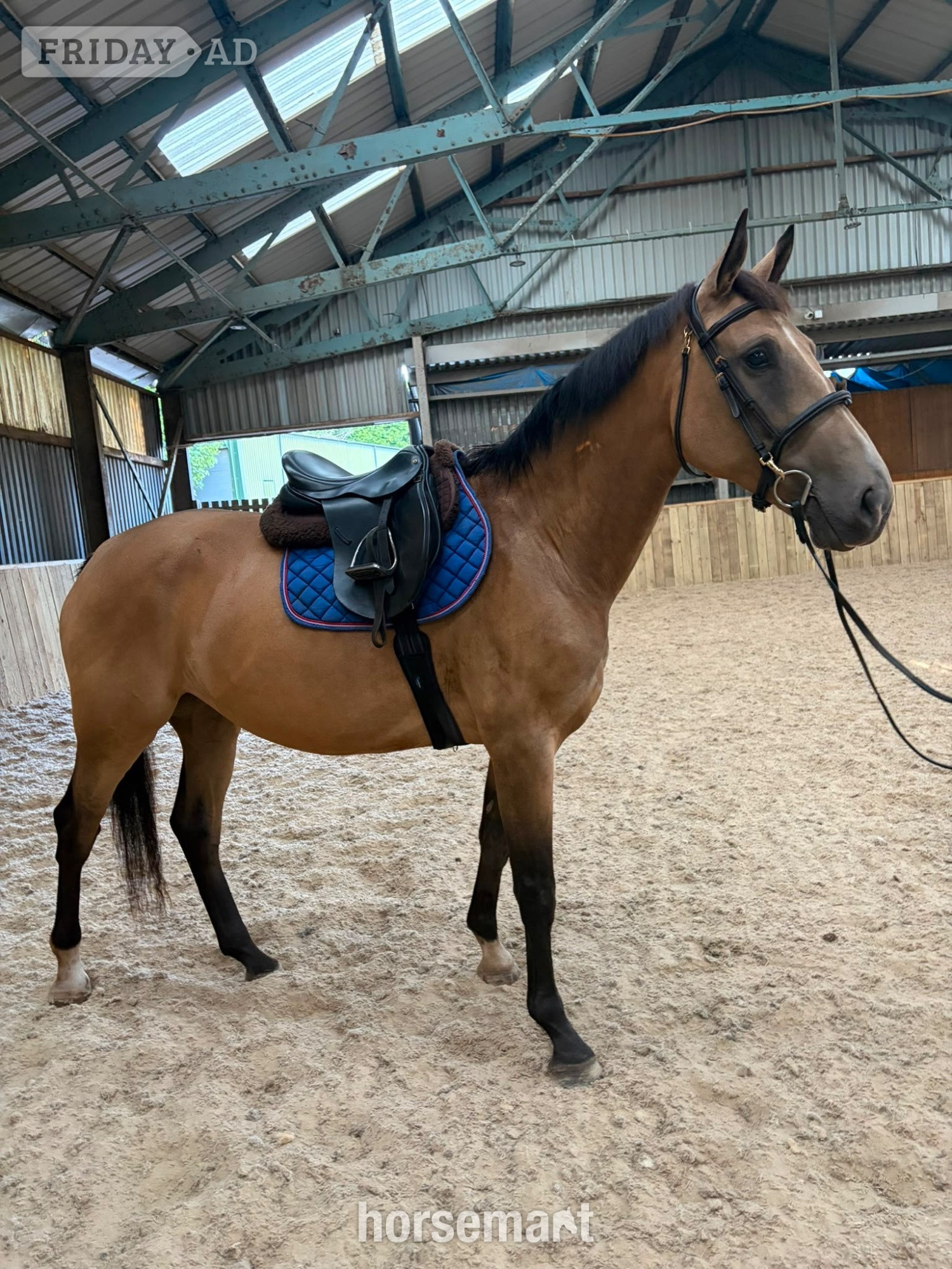 "may" Buckskin Mare Young Sport Horse in Dudley