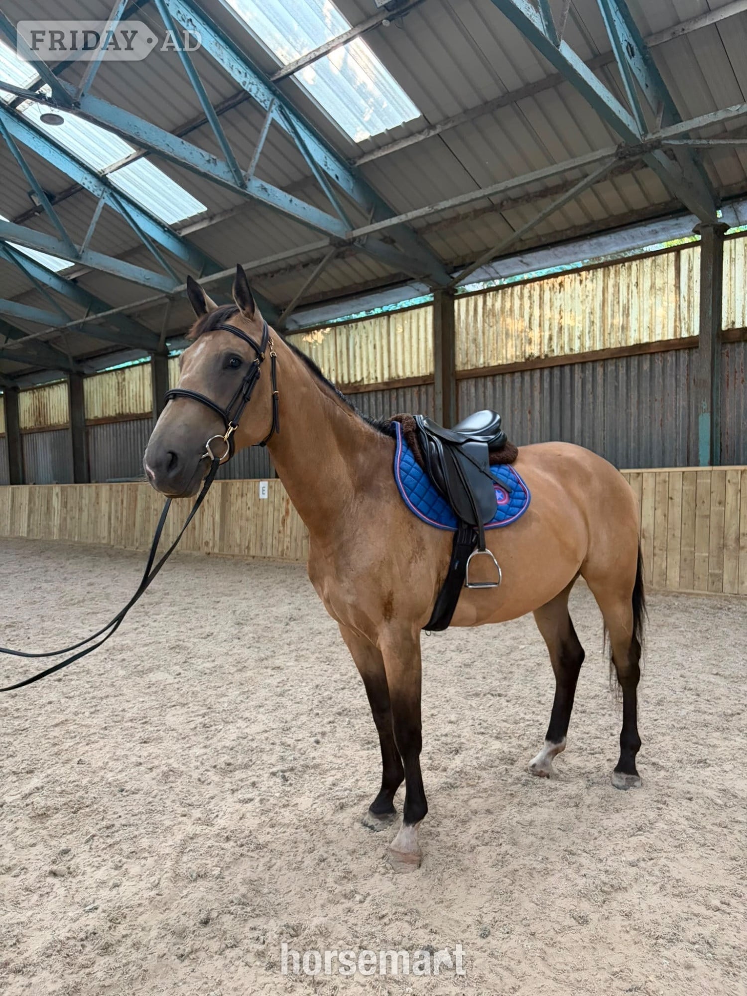 "may" Buckskin Mare Young Sport Horse